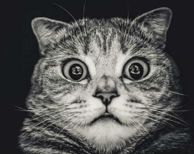 Ringside Boxing Abdominal Groin Protector Reviews & Ratings Revain