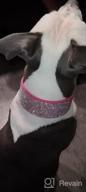 img 1 attached to Soft Velvet Rhinestone Dog Collar With Feminine Charm - Perfect For Medium And Large Female Breeds review by Jesse Blair