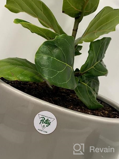 img 1 attached to 🌿 Cultivate Elegance with Our 8 Inch Glazed Ceramic Indoor Planter Pot - Perfect for Succulents, Flowers, or Bonsai review by Michael Santos