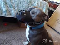 img 1 attached to Genuine Leather Basket Muzzle For Pitbulls And Staffordshire Terriers In Black By CollarDirect review by Dave Branch