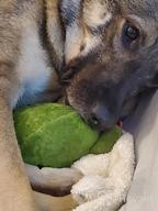 img 1 attached to Enhance Your Dog'S Playtime With Barkbox'S Squeaky 2-In-1 Puzzle Plush Toy - Consuela The Cactus review by Amber Fox