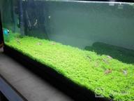 img 1 attached to Live Freshwater Aquarium Plants: Dwarf Baby Tears, Hemianthus Callitrichoides, Java Moss In Vitro TC Cup By Greenpro review by Joshua Vogel