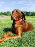 🐶 waterproof pink dog collar - large size with heavy duty double buckle & d ring, vinyl coated, custom fit, adjustable pet collar - also available in different sizes for puppy, small, and medium dogs logo