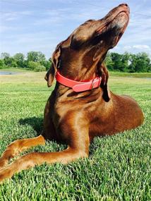 img 2 attached to 🐶 Waterproof Pink Dog Collar - Large Size with Heavy Duty Double Buckle & D Ring, Vinyl Coated, Custom Fit, Adjustable Pet Collar - Also Available in Different Sizes for Puppy, Small, and Medium Dogs