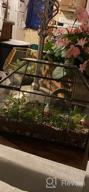 img 1 attached to 🌿 Ferrisland Glass Plant Terrarium Container: Perfect Small Succulent Wardian Case for Indoor Tabletop Decor & DIY Gifts - 5.0"x4.3"x4.3 review by Shawn Lamp