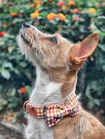 img 2 attached to 🐶 Elegantly Designed Tail Dog Collar with Bowtie, Comfortable Bowtie Dog Collar, Adjustable Collar for Small, Medium, and Large Dogs and Cats