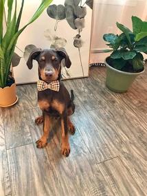 img 1 attached to 🐶 Elegantly Designed Tail Dog Collar with Bowtie, Comfortable Bowtie Dog Collar, Adjustable Collar for Small, Medium, and Large Dogs and Cats