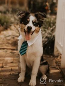 img 5 attached to X-Small синий черный галстук для собак с воротником-смокингом-регулируемые костюмы для домашних животных полосатый галстук для маленьких средних и больших собак