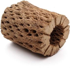 img 1 attached to 🐻 1 Piece of Natural and Hollow Teddy Bear Cholla Wood, Ideal for Organic Aquarium Decoration, Chew Toy for Shrimp, Crab, Pleco, Cichlid, Nano Tank, and Birds - Available in Sizes: 3, 6, 9, or 12 Inches