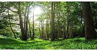 🌳 повысьте эстетику вашего аквариума с помощью фона awert forest terrarium - живописное зеленое дерево для декора тропического аквариума для рептилий логотип