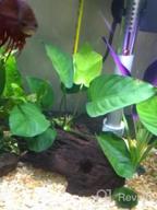 img 1 attached to Add Vibrance To Your Aquarium With Greenpro Anubias Barteri Live Plants review by Jim Bijelic