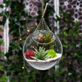img 3 attached to MyGift Clear Glass Hanging Terrarium Globe, Mini Decorative Air Plant Holder Set Of 2