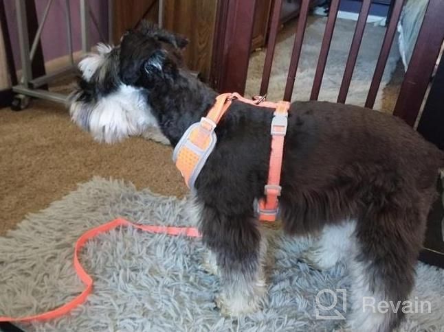 img 1 attached to Reflective Soft Mesh No-Pull Puppy Harness, Over-Head Design For Choke-Free Walking. Ideal For Small/Medium Dogs And Cats. Breathable And Ventilated (Black, Size M) review by Sherry Brown