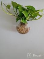 img 1 attached to Add Natural Elegance To Your Home With NUPTIO'S 6-Piece Wall Hanging Planters And Terrariums Set review by Jessica Rae