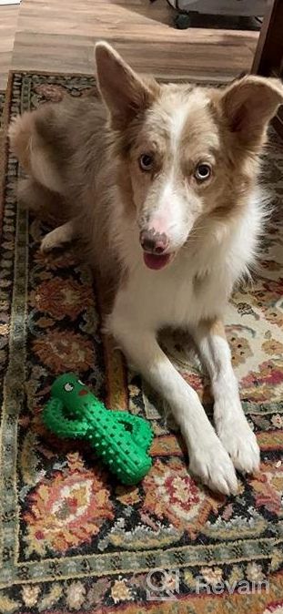 img 1 attached to Durable Squeaky Dog Toys For Aggressive Chewers - Rmolitty Tough Rubber Dental Chew Toys For Large, Medium & Small Breeds (Green) review by Alexis Guiney