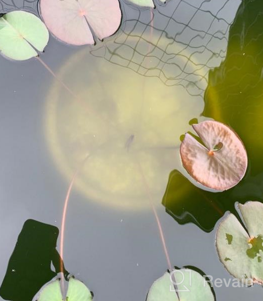 img 1 attached to Hardy Louisiana Pink Water Lily Tuber For Freshwater Aquatic Environments - Live Nymphaea Fabiola Plant Ideal For Aquariums And Fish Ponds By Greenpro review by Loud Forrest