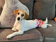 img 1 attached to 3 Pack CuteBone Female Dog Diapers - Small Size D14S For Doggie review by Tony Trotter