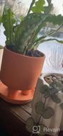 img 1 attached to Set Of 2 - 4.5" Terracotta Clay Plant Pots W/ 3 Legs & Saucer | Indoor Succulent Planters review by Robert Worlds