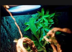 img 3 attached to 🌿 Reptile Silk Plants Leaves by FiveBull: Habitat Amphibian Accessories for Tank Decoration, Climbing Vines & Suction Cup Decorate Grass Leaf - Ideal for Reptile & Amphibian Habitat Plants