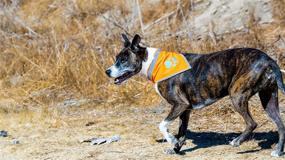 img 1 attached to SafetyPUP XD Reflective Bandana - High Visibility Blaze Orange Dog Bandana Collar for Large and Small Pets. Ideal Dog Accessories for Walking, Camping, and Off-Leash Exploration.