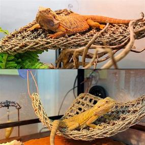 img 3 attached to 🦎 Enhance Your Reptile Enclosure with Hamiledyi Bearded Dragon Hammock and Climbing Toys: Ideal Decor for Lizard Habitat, Chameleon, Hermit Crabs, Gecko, and Snakes