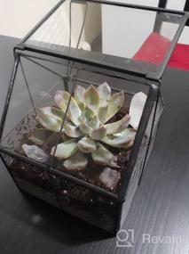 img 7 attached to 🌿 Ferrisland Glass Plant Terrarium Container: Perfect Small Succulent Wardian Case for Indoor Tabletop Decor & DIY Gifts - 5.0"x4.3"x4.3
