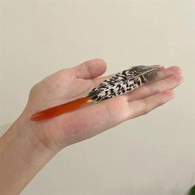 img 2 attached to Natural Spotted Pheasant Feathers - Red Tip Lady Amherst Tails, 20Pcs For DIY Craft, Clothing And Jewelry Decoration (6-8")