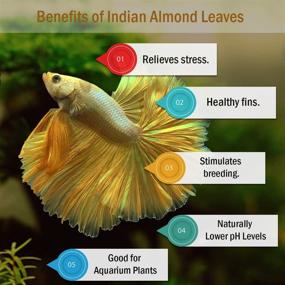 img 2 attached to Enhance Your Aquarium with Premium Indian Almond Leaves: Perfect Addition for Health, Vitality, and Successful Breeding of Bettas and Shrimp