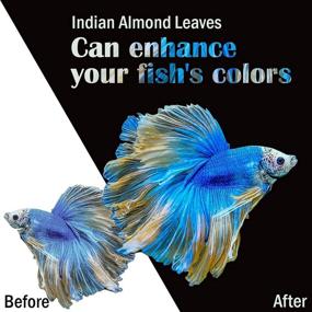 img 1 attached to Enhance Your Aquarium with Premium Indian Almond Leaves: Perfect Addition for Health, Vitality, and Successful Breeding of Bettas and Shrimp