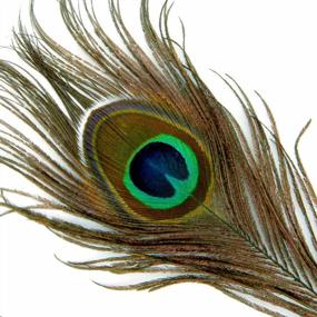 img 1 attached to 100Pcs 10"-12" Natural Peacock Feathers For Crafts Decoration - Blisstime