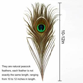 img 2 attached to 100Pcs 10"-12" Natural Peacock Feathers For Crafts Decoration - Blisstime