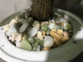 img 1 attached to 🏞️ Premium 6lb Mixed Pebbles Gravel with Pastel Accents - Ideal for Plant Aquariums, Landscaping, Vase Fillers