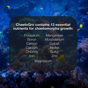 img 1 attached to 🌱 Brightwell Aquatics Chaeto GRO - Chaetomorpha Growth Support Supplement, 500 ML - Ideal for All Marine Aquariums