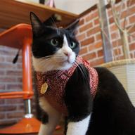 necoichi ninja cat red harness логотип