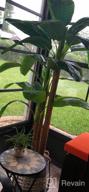 img 1 attached to Gorgeous 5.7' Musa Basjoo Banana Tree Artificial Silk Plant - AMERIQUE Super Quality W/ UV Protection, Feel Real Technology & Nursery Plastic Pot review by Mariah Garrett