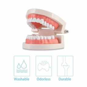 img 2 attached to Versatile Dental Teeth Model For Education And Demonstration Purposes | Ideal For Dentists, Students, And Patients!