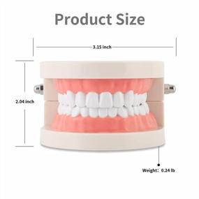 img 3 attached to Versatile Dental Teeth Model For Education And Demonstration Purposes | Ideal For Dentists, Students, And Patients!