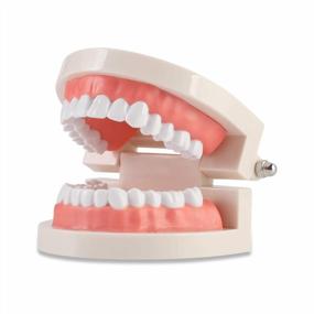 img 4 attached to Versatile Dental Teeth Model For Education And Demonstration Purposes | Ideal For Dentists, Students, And Patients!