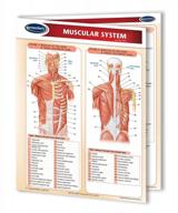 muscular system guide: laminated quick reference medical chart by permacharts logo
