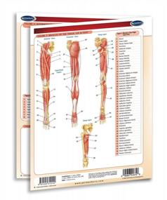 img 1 attached to Muscular System Guide: Laminated Quick Reference Medical Chart By Permacharts