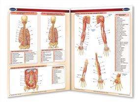 img 2 attached to Muscular System Guide: Laminated Quick Reference Medical Chart By Permacharts