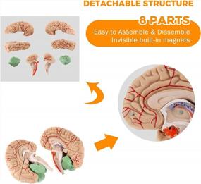 img 2 attached to Discover The WICHEMI Human Brain Model: Anatomical Accuracy & Display Base Ideal For Neuroscience Teaching In Science Classrooms, Medical Study & Learning.