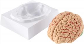 img 4 attached to Discover The WICHEMI Human Brain Model: Anatomical Accuracy & Display Base Ideal For Neuroscience Teaching In Science Classrooms, Medical Study & Learning.