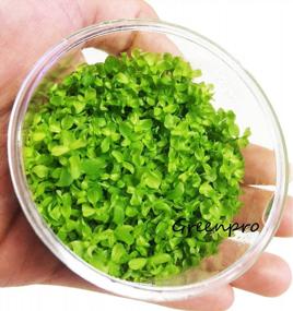 img 3 attached to Greenpro Micranthemum Monte Carlo: Live Large Pearl Grass Aquatic Plant In Tissue Culture Cup For Freshwater Fish Tanks And Aquariums