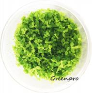 greenpro micranthemum monte carlo: live large pearl grass aquatic plant in tissue culture cup for freshwater fish tanks and aquariums логотип