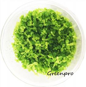 img 4 attached to Greenpro Micranthemum Monte Carlo: Live Large Pearl Grass Aquatic Plant In Tissue Culture Cup For Freshwater Fish Tanks And Aquariums