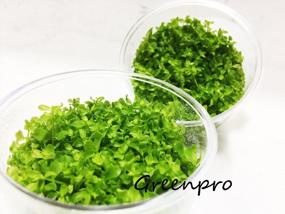 img 1 attached to Greenpro Micranthemum Monte Carlo: Live Large Pearl Grass Aquatic Plant In Tissue Culture Cup For Freshwater Fish Tanks And Aquariums