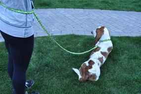 img 1 attached to 🐾 Hands-Free Dog Walking and Training Leash with Reflective Orange/Red Design - Adjustable to 6 Feet