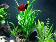 img 1 attached to 🌿 Enhance Your Freshwater Fish Tank with Greenpro Java Fern on Driftwood Live Aquarium Plants review by Anthoni Hayes
