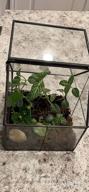 img 1 attached to 🌿 Ferrisland Glass Plant Terrarium Container: Perfect Small Succulent Wardian Case for Indoor Tabletop Decor & DIY Gifts - 5.0"x4.3"x4.3 review by Ryan Mosqueda